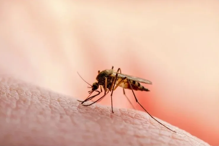 Malaria