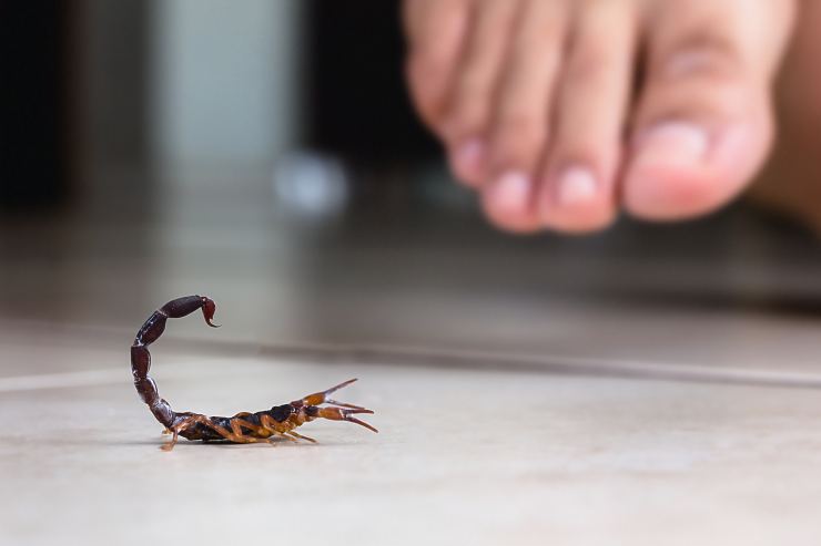 Scorpion Bite